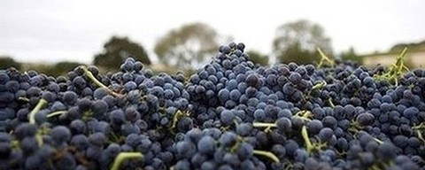 Our Vineyards